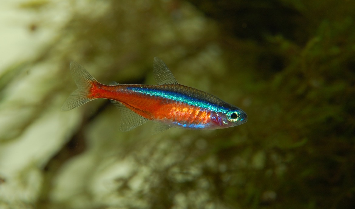 Neonfische: alles Wichtige zum Neonsalmler auf einen Blick
